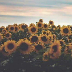 Meet your Posher, Jacqueline